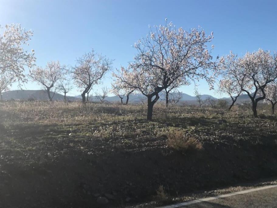 شقة Cortijo Calma - Countryside Peace & Tranquility Oria المظهر الخارجي الصورة