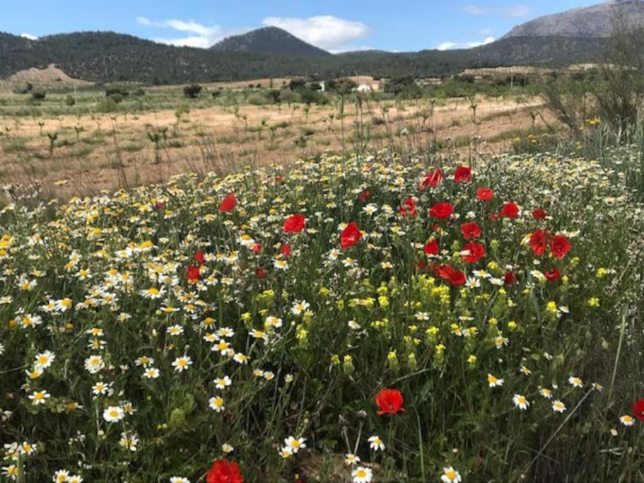 شقة Cortijo Calma - Countryside Peace & Tranquility Oria المظهر الخارجي الصورة
